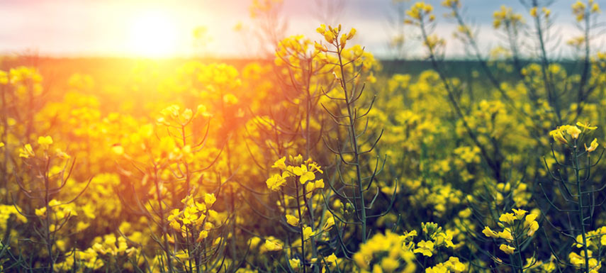 China shuts down soybean crushing plants due to regulation